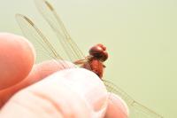 Crocothemis erythraea