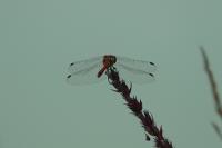 Sympetrum sanguineum