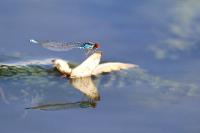 Erythromma viridulum