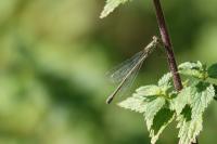 Chalcolestes viridis