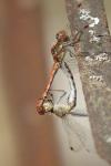 Sympetrum striolatum