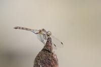 Sympetrum striolatum