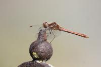 Sympetrum striolatum
