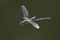 Aeshna mixta