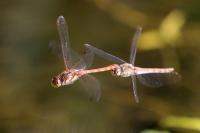 Sympetrum striolatum