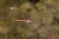 Sympetrum striolatum
