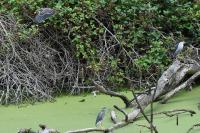 Nycticorax nycticorax