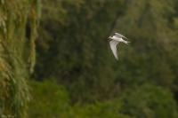 Sterna hirundo