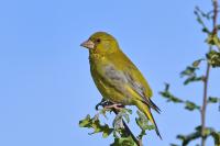 Chloris chloris