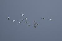Bubulcus ibis