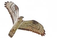 Pernis apivorus