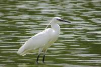 Egretta garzetta
