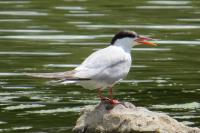 Sterna hirundo