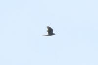 Accipiter gentilis