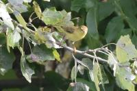 Phylloscopus trochilus