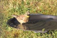 Emberiza cirlus