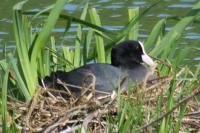 Fulica atra