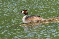 Podiceps cristatus
