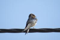 Hirundo rustica