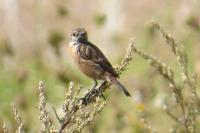 Saxicola rubicola