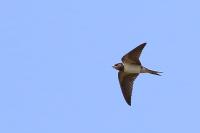 Hirundo rustica