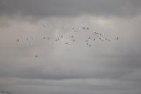 Bubulcus ibis