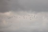 Bubulcus ibis