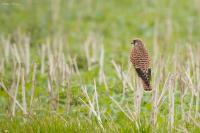 Falco tinnunculus
