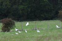 Bubulcus ibis