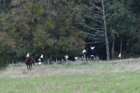 Bubulcus ibis