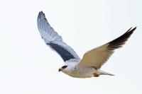 Elanus caeruleus