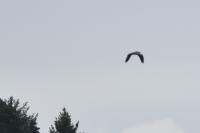 Ardea purpurea