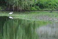 Egretta garzetta