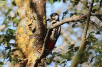 Dendrocopos major