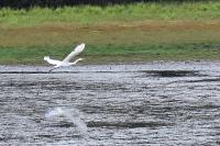 Ardea alba