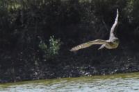Accipiter nisus