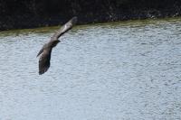 Accipiter nisus