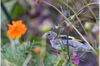 Carduelis carduelis