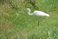 Ardea alba