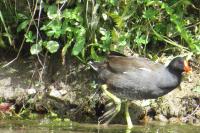 Gallinula chloropus