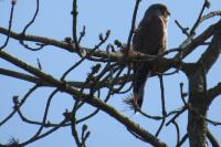 Falco tinnunculus