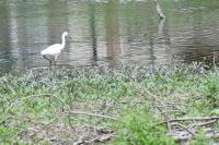 Egretta garzetta