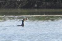 Phalacrocorax carbo