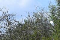 Bubulcus ibis
