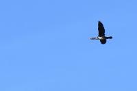 Phalacrocorax carbo