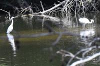 Egretta garzetta