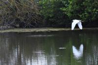 Egretta garzetta