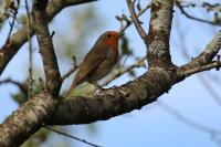 Erithacus rubecula