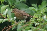 Turdus merula