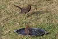 Turdus merula